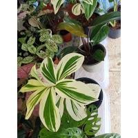 ราคา เอื้องหมายนาด่าง ฟอร์มใหญ่ (10023022035)