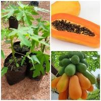 ราคา ต้นมะละกอฮอลแลนด์ รับประกันพันธุ์แท้ ผลดกรสหวานปลูกปีเดียวติดผลต้นเตี้ย (12732758407)