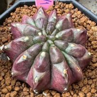 ราคา ❤️❤️มีส่งด่วน❤️❤️ยิมโน โคลน มังคุด /Cactus /Gymno/Gymnocalycium/แคคตัส/ยิมโนด่าง/ไม้ชำหน่อ​ (42010055717)