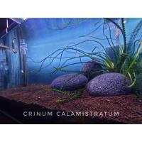 ราคา Crinum calamistratum ต้นหนวดปลาหมึก (22412189173)