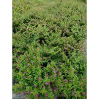 ราคา ต้นหลิวไต้หวัน หรือ หลิวดอกม่วง ออกดอกทั้งปี (4752379681)