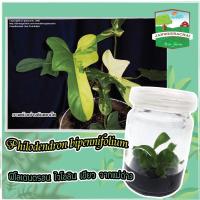 ราคา 1 แถม 1-Philodendron vilolinฟิโลเดนดรอนไวโอลีน☘️ลุ้นด่างจากแม่ด่าง5 ต้น (10863953079)