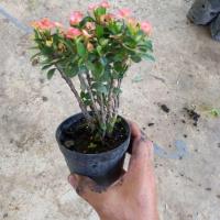 ราคา โป๊ยเซียน เเคระ ดอกสีเเสด กระถาง 4 นิ้ว ต้นโป๊ยเซียน (17731779016)