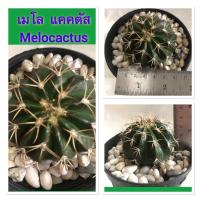ราคา กระบองเพชร แคคตัส เมโล (Melocactus) (14150791126)