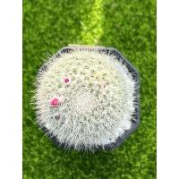 ราคา Mammillaria hahniana แมมแม่เฒ่า (20768193898)