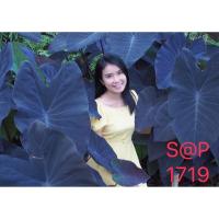 ราคา บอนดำแบล็ค เมจิก บอนแบล็คเมจิก colocasia black magic ต้นเล็ก (11068836697)