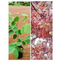 ราคา ต้นกัลปพฤกษ์ ดอกสีชมพูอ่อน กลิ่นหอม ไม้ประดับ (23939784101)