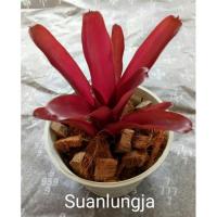 ราคา สับปะรดสี Neo fireball (หน่อ) (15009337713)