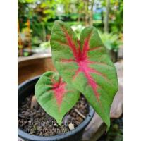 ราคา บอนสี "เงาะถอดรูป" (11860338723)