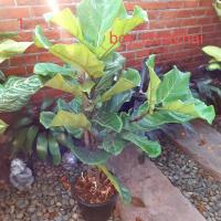 ราคา ไทรใบสัก ไม้ฟอกอากาศ (4978282768)