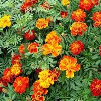 ราคา เมล็ดพันธุ์ ดาวเรือง สปาร์คกี้คละสี ดาวเรืองฝรั่งเศส (Sparky French Marigold Mix Seed) บรรจุ 30 เมล็ด ของแท้ 100% (5555991488)