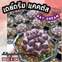 ราคา ยิมโนเดย์ดรีมแคคตัส Gymnocalycium Day Dream (ขนาด 4 cm)ไม้ยิมโนผิวม่วง ไม่มีหนาม ไม้สะสมที่ต้องมีอยู่ทุกบ้าน (21250829871)