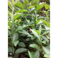 ราคา ต้นพันธุ์หนานเฉาเหว่ย/ป่าช้าเหงาพร้อมปลูก1ต้น (41654798655)