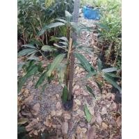 ราคา ต้นมะม่วงเขียวเสวยกิ่งทาบ ราคา 80 บาทค่ะ (17696301266)