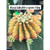 ราคา แคคตัส LB2178 แท้ Gymnocalycium mihanovichii LB2178 ‘Agua Dulce’ (31) (8613940404)