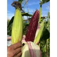 ราคา เมล็ดพันธุ์ข้าวโพดทานดิบได้ ทับทิมสยามราชินีแห่งข้าวโพด (26776854113)