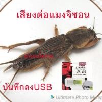ราคา เสียงแมงจิซอนสำหรับต่อบันทึกลงusb flash driveความจุ2gb (20000975500)