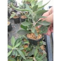 ราคา ยูโฟเบียไดโนเสาร์ ใบเรียว Euphorbia cylindrifolia (14169989086)