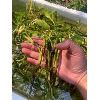 ราคา ต้นว่านใบพายน้ำสมุทรสาคร บรรจุกล่องละ10-15ต้น (29132885263)