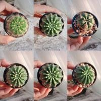 ราคา กระบองเพชร ดาวล้อมเดือน/อิชิปนอป (19429768527)