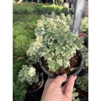 ราคา 1 ต้น ต้นสาริกาลิ้นทอง หัวใจเศรษฐี ใบด่าง Ficus deltoidea Jack f. variegata. กระถาง 10 ซม (15641990010)