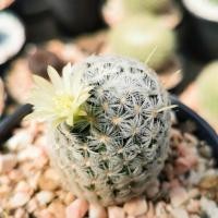 ราคา แมมดูไว (mammillaria duwei) 3-4 cm. ไม้เมล็ด ติดตุ่มดอก (13516224265)