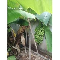 ราคา กล้วยหอมเขียวต้นเตี้ย (28521632029)