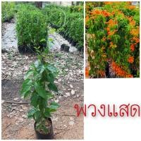 ราคา ต้นพวงแสด ไม้เลื้อย สูง (13673661963)