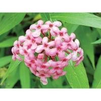 ราคา ต้นชมพูนุช ไม้พุ่ม ออกดอกชมพูสวยทั้งปี ขนาดต้นสูง 70-80 ซม.(1ต้น) ราคา 250 บาท (4440948833)