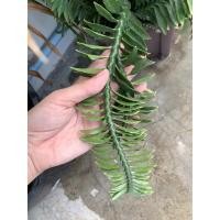 ราคา ต้นว่านตีนตะขาบ หรือบันไดเศรษฐี ต้นไม้ฟอกอากาศ แก้พิษ (20937428926)