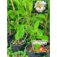 ราคา ต้นแก้วมุกดา แก้วมุกดา สวนเขาหมาก ไม้หอม ดอกหอม ไม้มงคล ต้นไม้ เมล็ดพันธ์ พันธุ์ไม้หายาก ไม้ประดับ (8105645903)