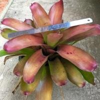 ราคา สับปะรดสี ตระกูลนีโอ ฟอร์มสวยๆค่ะ (958384021)