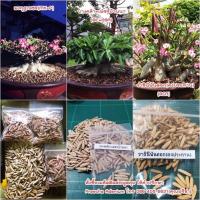 ราคา 30เมล็ดชวนชมยักษ์3รายการ,มงกุฎเพชร,เพชรบ้านนาผสมบางคล้า,ราชินีพันดอก (11967663662)