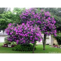 ราคา ต้นม่วงมงคล ไม้ดอก ไม้ประดับ (14963319119)