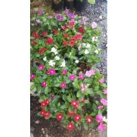 ราคา ต้นดอกแพงพวย #ไม้ดอก #พร้อมส่ง (2975485014)