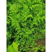 ราคา กูดเขากวางน้ำ เขากวางน้ำ เฟริ์นน้ำใบคล้ายเขากวาง ปลูกประดับอ่าง น้ำ ต้นอ่อนทานลวกจิ้มน้ำพริกแกงกะทิ 1ชุด20ต้น90บาท (26809614276)