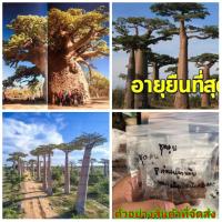ราคา (ขาย เมล็ด ) ต้น เมล็ด เบาบับ เบาบับดิจิทาทา เบาบับ ดิจิทาทา บาวบาบ บาวแบบ baobab BOMBACACEAE (9957208635)