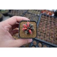 ราคา แคคตัส​ ยิมโนคาลิเซียมไม้ด่างหัวสี​ GYMNO​ CALYCIUM​ CACTUS​ (5191522690)