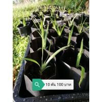 ราคา ต้นจันผา​ จันผา​ จันทร์ผา​ [ ต้นกล้าชุดละ​ 10 ต้น ​]​ (9416128916)