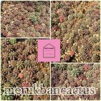 ราคา ยิมโนเชื้อด่างต้นละ10บาท ยิมโนลูกผสมลุ้นด่าง (6256025585)