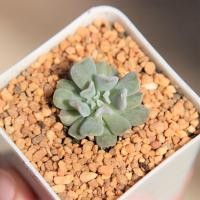 ราคา Echeveria Topsy Turvy 2 Inch Single Head กุหลาบหินนำเข้า ไม้อวบน้ำ. Imported Live Succulents plant (5657537389)