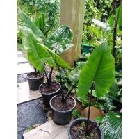 ราคา บอนไม้ฟอกอากาศ/บอนกระดาดดำ/พญางูจงอางแท้ใบใหญ่/พญางูจงอางต้นลาย​/บอนกระดาดเขียว ต้นสวยตกแต่งบ้านและสวน (8757523845)