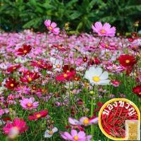 ราคา เมล็ดอวบอ้วน100%เมล็ดพันธุ์ ดาวกระจายคละสี ดอกคอสมอส (Mixed Cosmos Flower Seed) 350 เมล็ด คุณภาพดี ราคาถูกเมล็ดพืชคุณภาพ (20825161970)