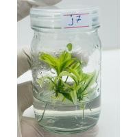 ราคา เสน่ห์จันทร์นาคฟูลมิ้น ต้นสวยมาก จันนาคด่าง ไม้เนื้อเยื่อ เพาะเลี้ยงเนื้อเยื่อเสน่ห์จันทร์นาค ไม้สุดหายาก ไม้ฟอกอากาศ j7 (19785072785)