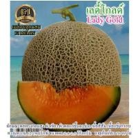 ราคา 10 เมล็ด เมล็ดเมล่อนเลดี้โกลด์F1 (ผลทรงกลมสูง ผิวเขียว ผิวผลแก่ขึ้นตาข่าย เนื้อสีส้ม เนื้อแข็งกรอบ หวาน 12-14 บริกซ์ ) (18495040568)