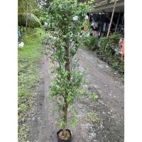 ราคา ต้นโมก ( โมกรั้ว ) ไม้ทรงสวยดอกหอม โตไว พร้อมปลูก/ สูง 1.5 เมตร (26891918943)