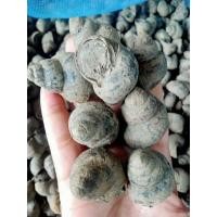 ราคา หอยขมพันเกษตรยักษ์ไซส์พ่อแม่พันธุ์ตัวละ2บ 200ตัวจำศีลก่อนจัดส่งทุกออเดอร์พ่อแม่พันธุ์ไซส์กลาง (25559616971)