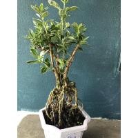 ราคา ข้าวตอกพระร่วงกระถางบอนไซ (10526045875)