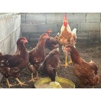 ราคา ไข่เชื้อไก่ไข่สำหรับฟักสายพันธุ์ ไฮบริดโรมันบราว (41851840960)