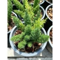 ราคา ต้นปริกหางกระรอก (Foxtail Fern) ปริกหางกระรอก​ กระถาง​ 11" (8055316634)